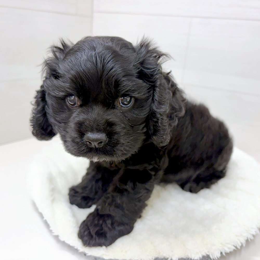 石川県のアメリカンコッカースパニエル (犬の家＆猫の里アミーゴ金沢おこばた店/2026年4月24日生まれ/男の子/ブラック)の子犬の3枚目の画像