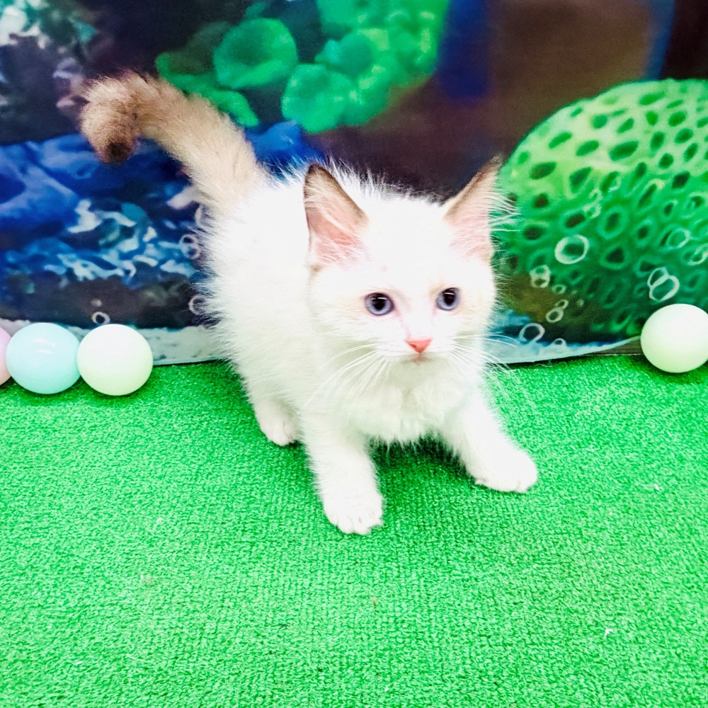 愛知県のラグドール (犬の家＆猫の里名古屋天白店/2026年4月20日生まれ/男の子/シールポイントバイカラー)の子猫の3枚目の画像