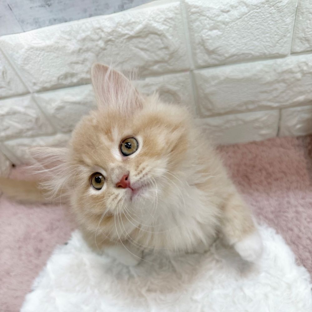 静岡県のサイベリアン (犬の家＆猫の里プレ葉ウォーク浜北店/2026年4月21日生まれ/男の子/クリームタビーホワイト)の子猫の3枚目の画像