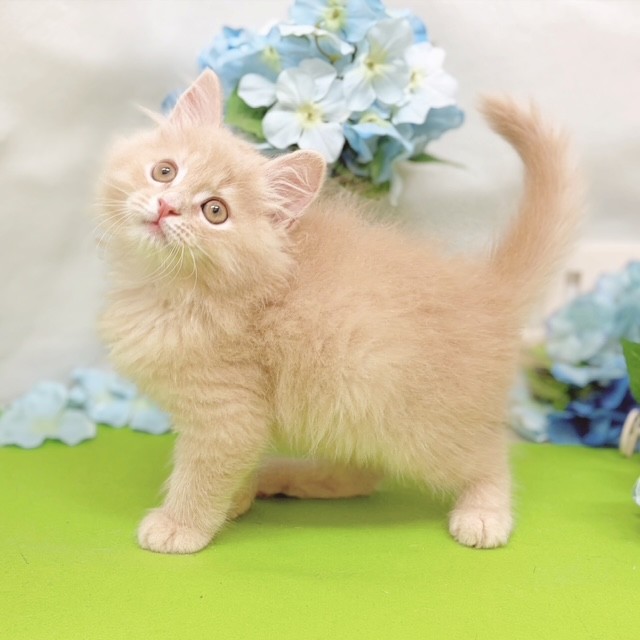 静岡県のサイベリアン (犬の家＆猫の里藤枝店/2026年4月21日生まれ/男の子/クリームタビー)の子猫の3枚目の画像