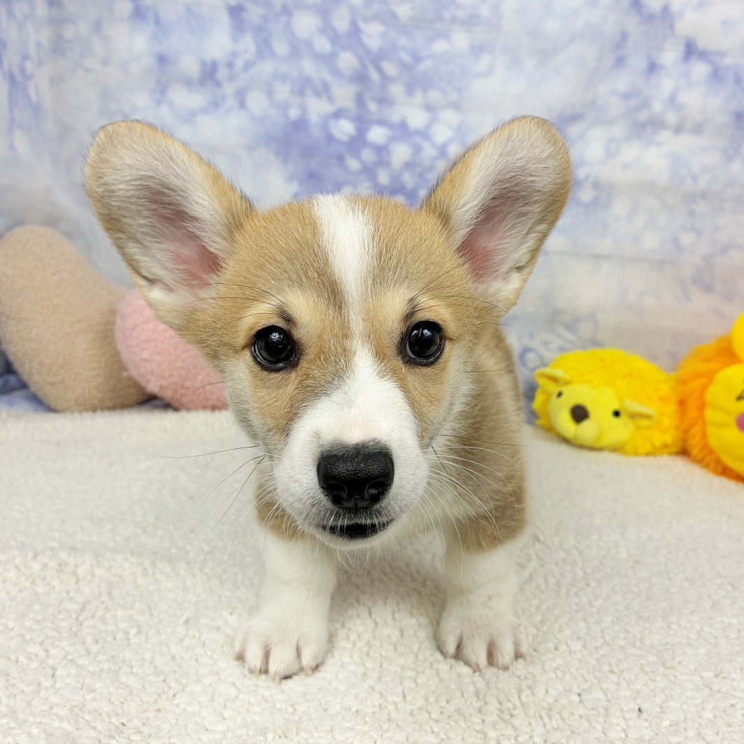 兵庫県のウェルシュコーギーペンブローク (犬の家＆猫の里川西店/2026年4月17日生まれ/男の子/レッドホワイト)の子犬の3枚目の画像
