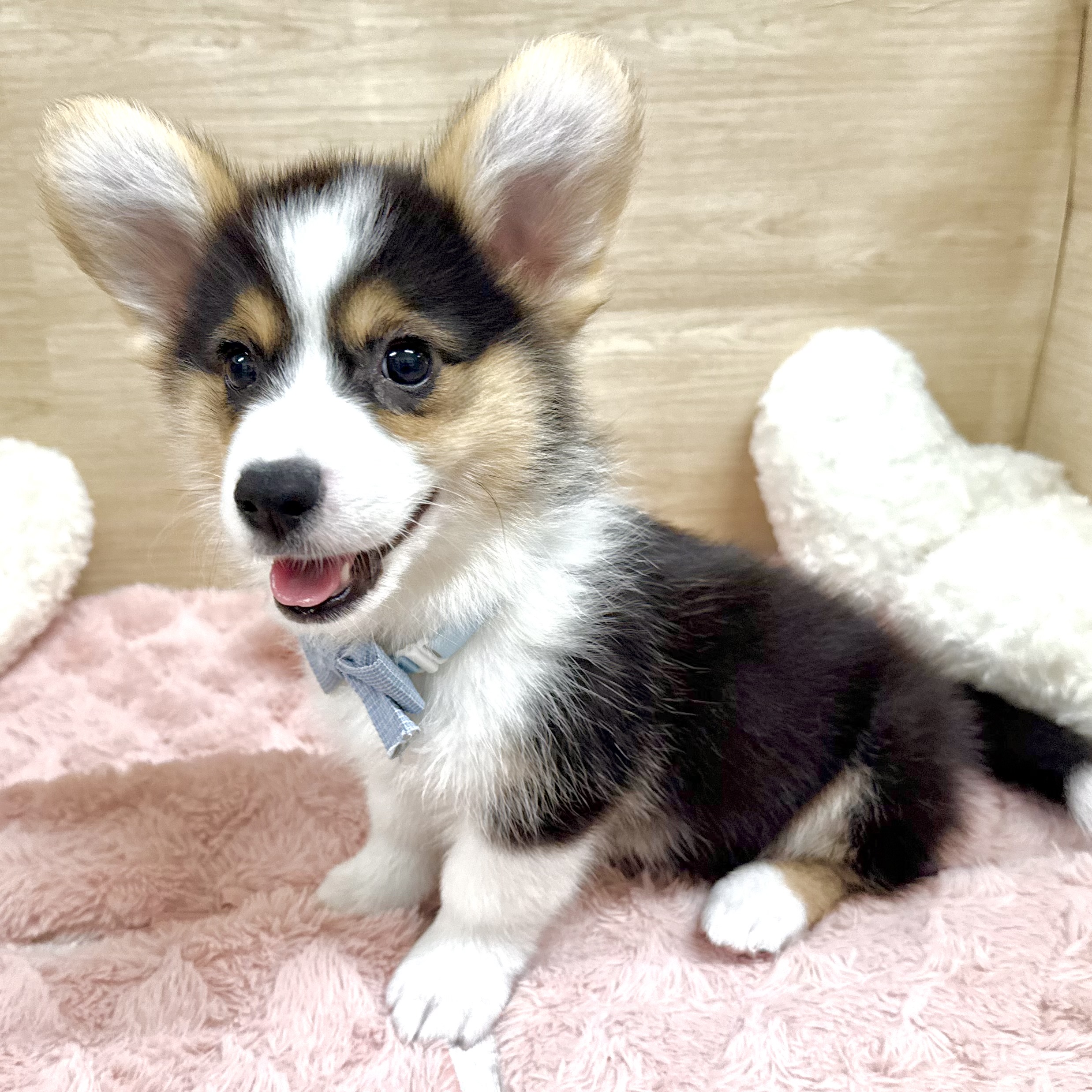 大阪府のウェルシュコーギーペンブローク (犬の家＆猫の里そよら東岸和田店/2026年4月17日生まれ/男の子/ブラックタンホワイト)の子犬の3枚目の画像