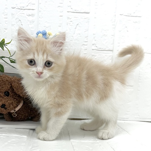 愛知県のスコティッシュフォールド (犬の家＆猫の里豊川インター店/2026年4月16日生まれ/男の子/クリームタビーホワイト)の子猫の3枚目の画像