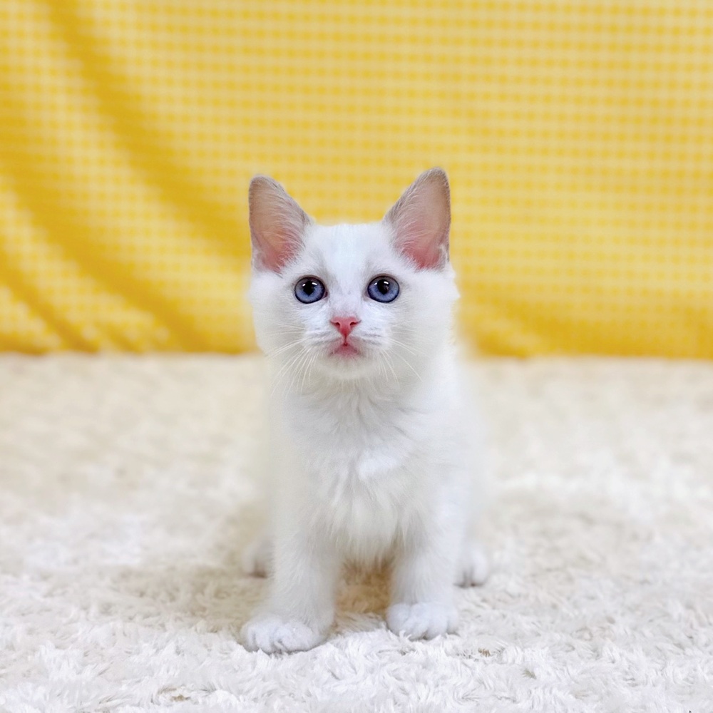愛知県のラグドール (犬の家＆猫の里一宮店/2026年4月18日生まれ/女の子/ブルーポイントバイカラー)の子猫の3枚目の画像