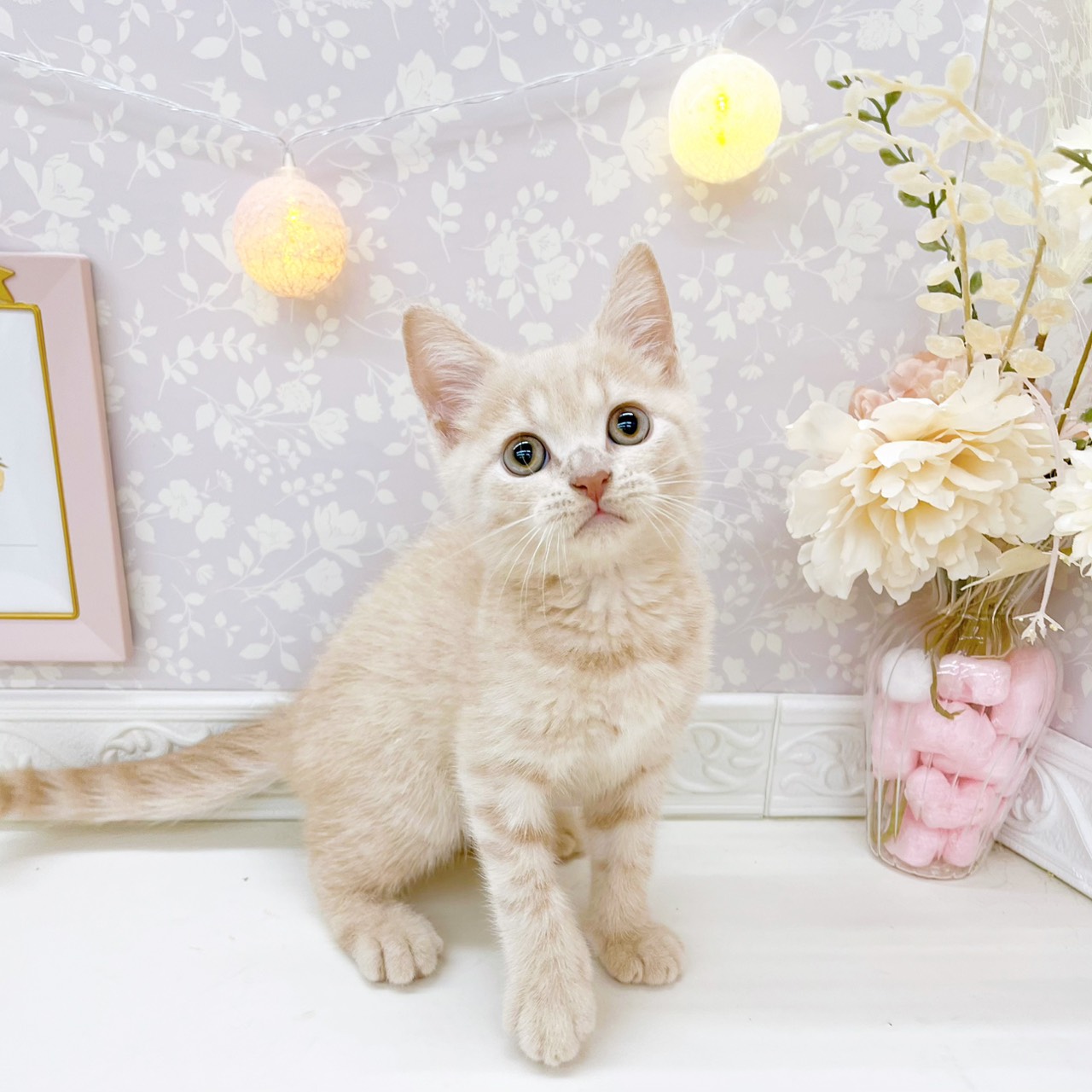 富山県のブリティッシュショートヘアー (犬の家＆猫の里富山店/2026年4月23日生まれ/男の子/クリームタビー)の子猫の3枚目の画像