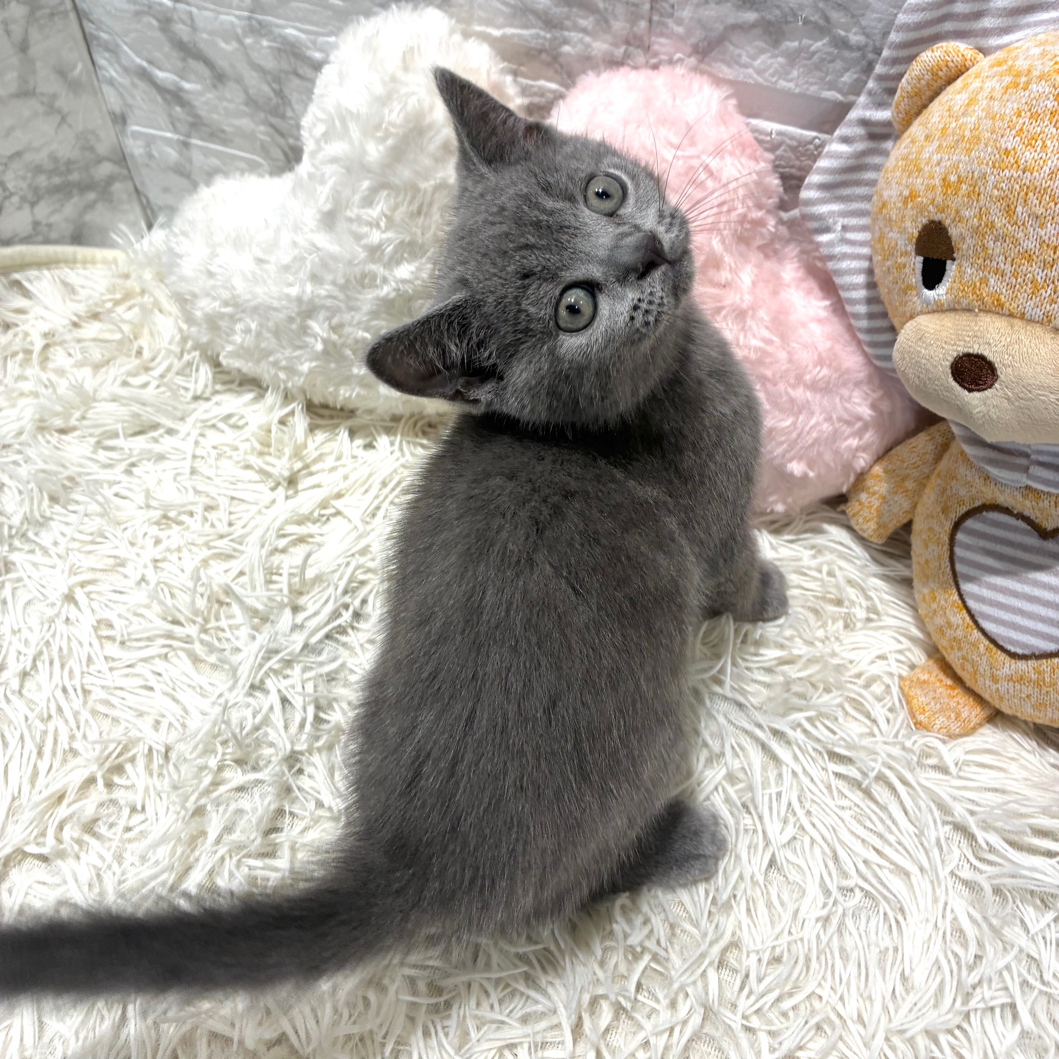 愛知県のブリティッシュショートヘアー (犬の家＆猫の里MiO香久山店/2026年4月23日生まれ/男の子/ブルー)の子猫の3枚目の画像