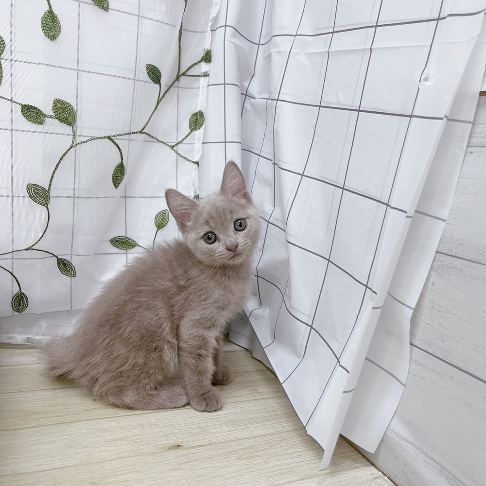 長野県のスコティッシュストレート (犬の家＆猫の里塩尻店/2026年4月24日生まれ/男の子/ライラックタビー)の子猫の3枚目の画像