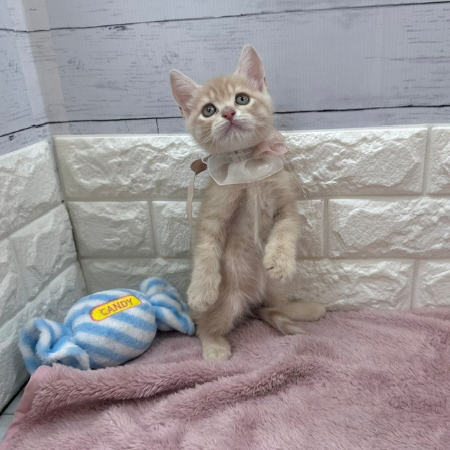 静岡県のスコティッシュストレート (犬の家＆猫の里アミーゴ浜松和田店/2026年4月24日生まれ/男の子/クリームタビー)の子猫の3枚目の画像