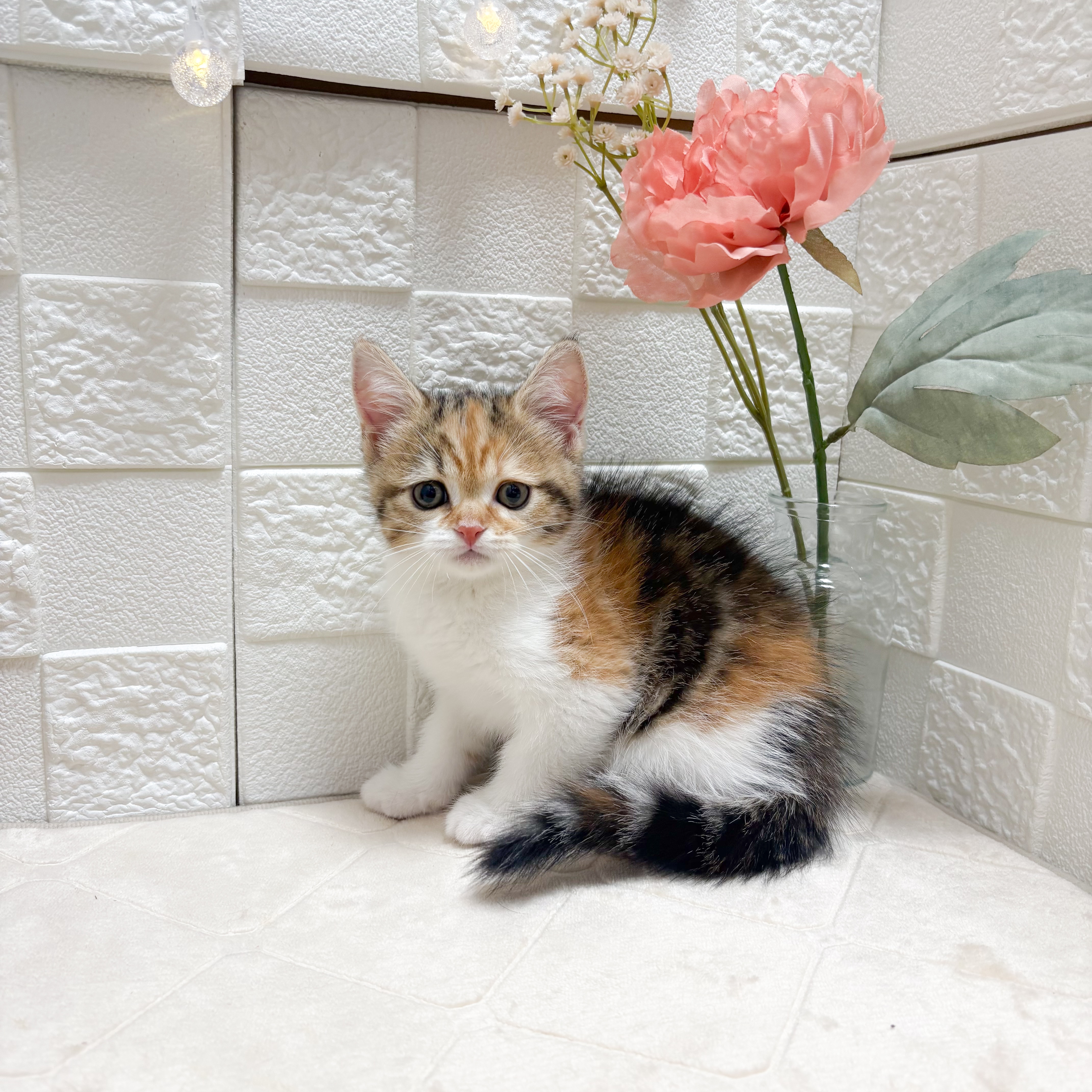 東京都のスコティッシュストレート (犬の家＆猫の里ペットフォレスト小平店/2026年4月24日生まれ/女の子/ブラウンパッチドタビーホワイト)の子猫の3枚目の画像