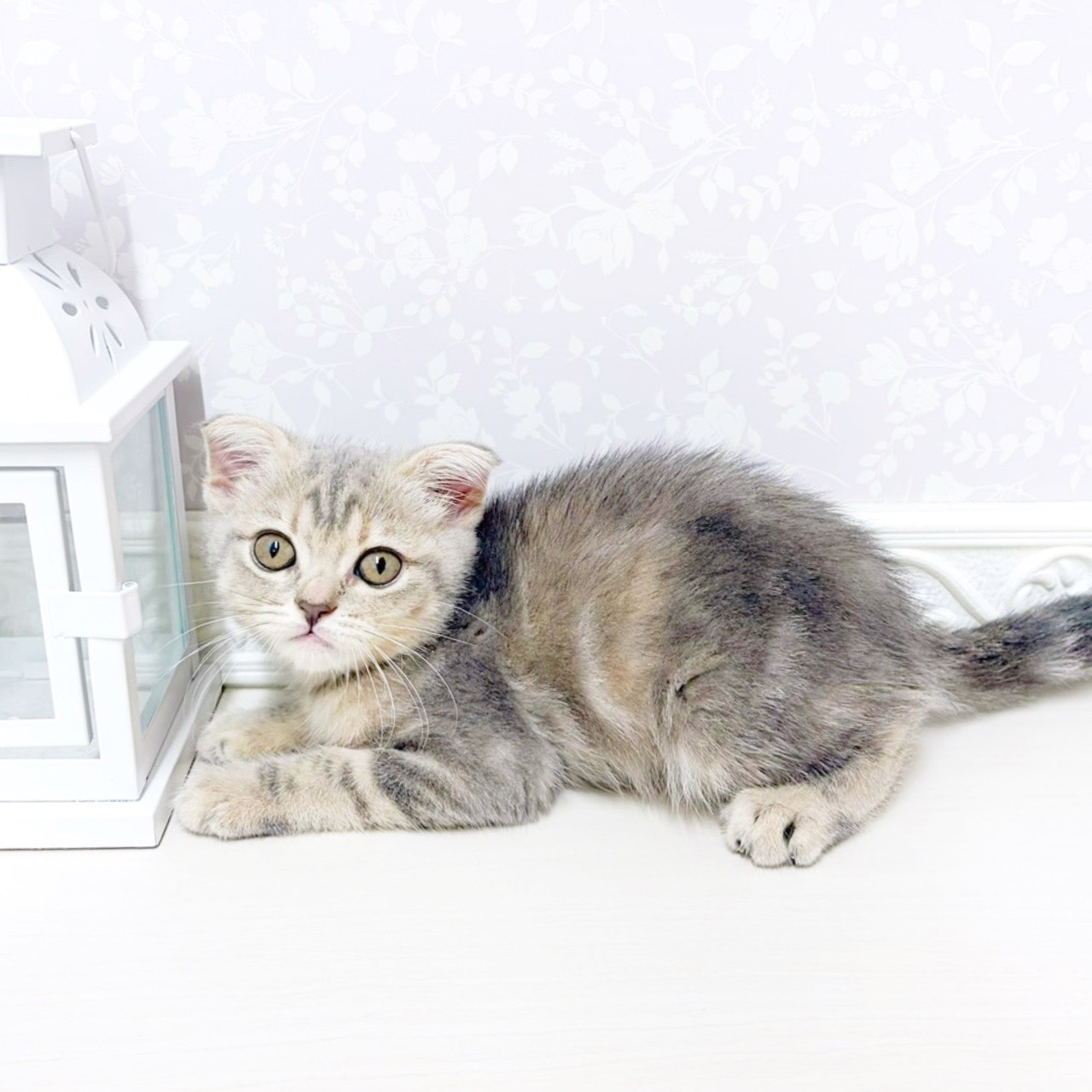 富山県のスコティッシュフォールド (犬の家＆猫の里アミーゴ山室店/2026年4月24日生まれ/女の子/ブルータビー)の子猫の3枚目の画像