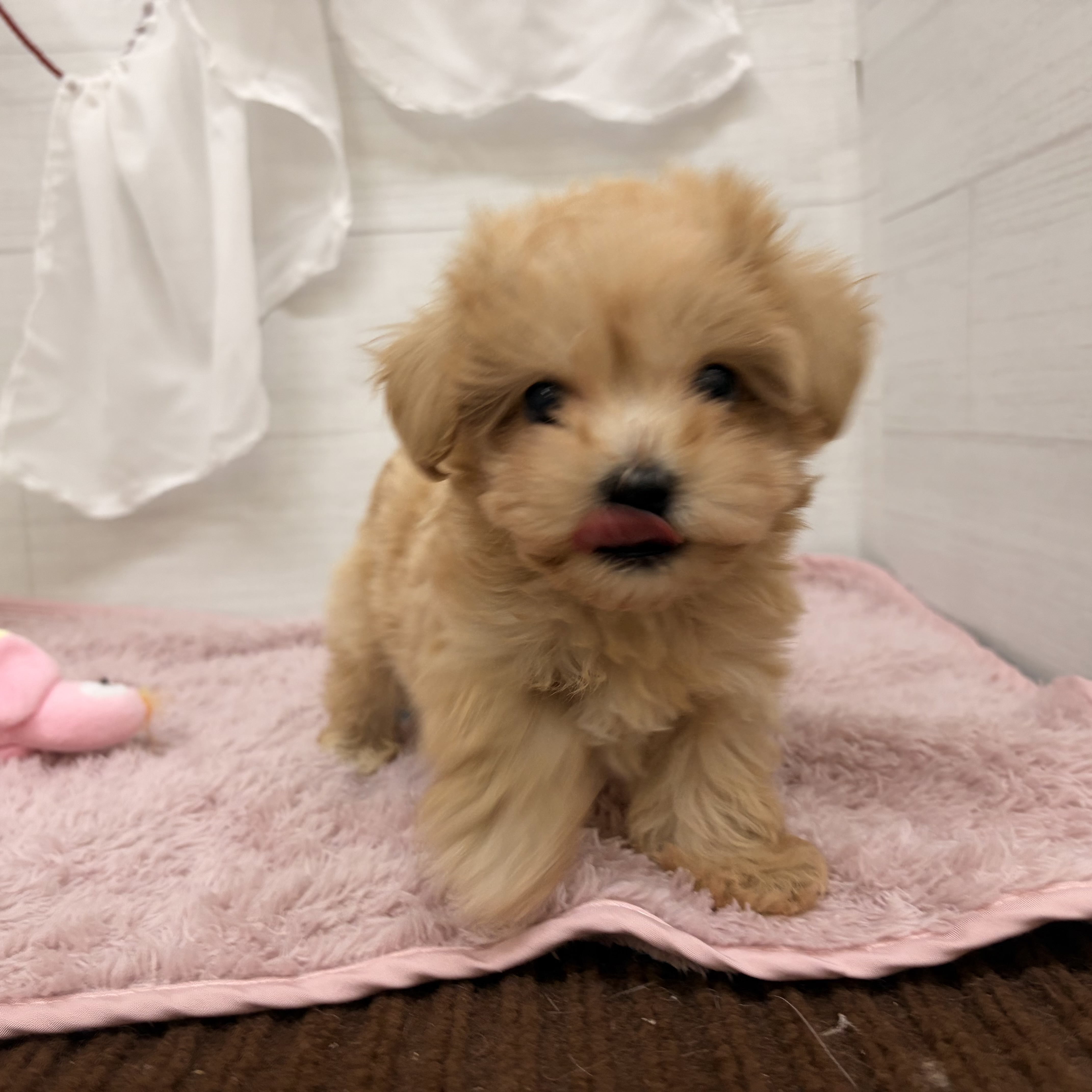 愛知県のマルプー(マルチーズ×プードル) (犬の家＆猫の里碧南店/2026年4月24日生まれ/男の子/クリーム)の子犬の3枚目の画像