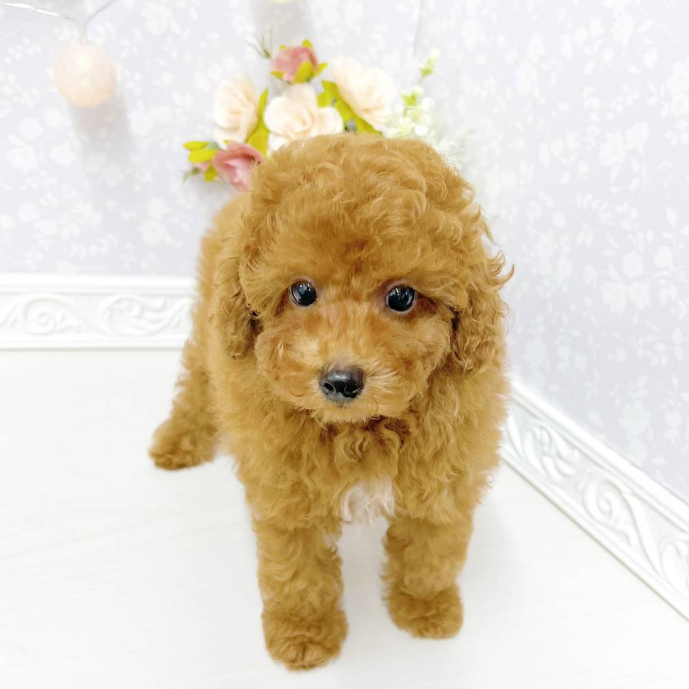 富山県のトイプードル(トイ) (犬の家＆猫の里アミーゴ山室店/2026年4月24日生まれ/男の子/レッドフォーン)の子犬の3枚目の画像
