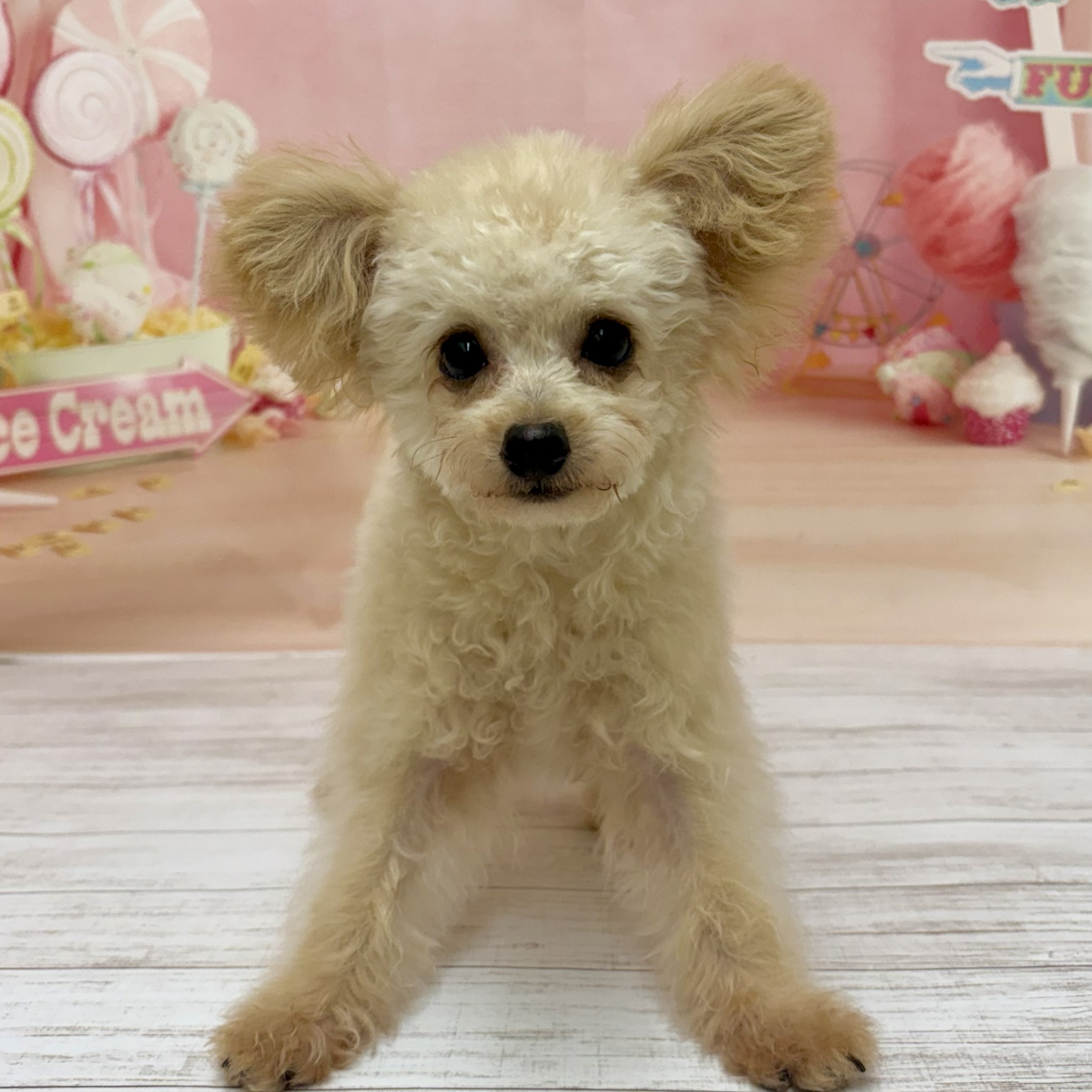 兵庫県のチワプー/プーチー(チワワ×プードル) (犬の家＆猫の里尼崎店/2026年4月26日生まれ/男の子/クリーム)の子犬の3枚目の画像