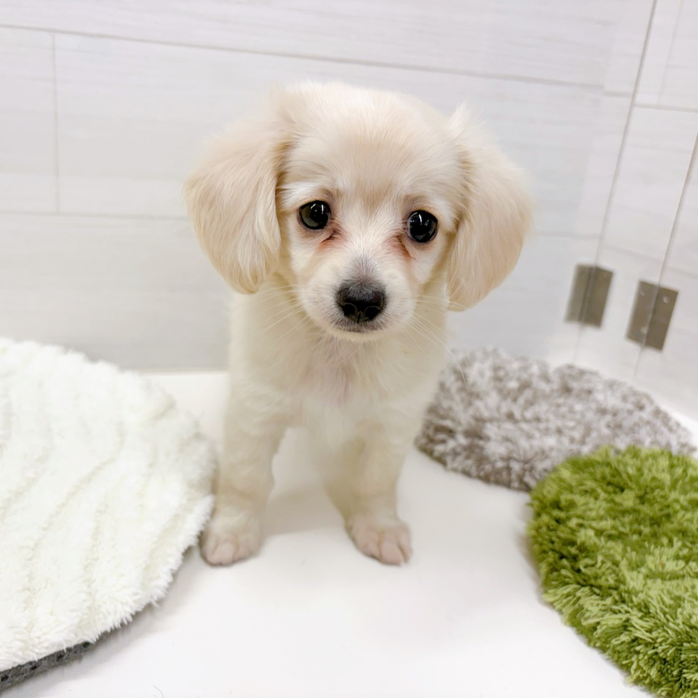 石川県のチワックス(チワワ×ダックス) (犬の家＆猫の里アミーゴ金沢おこばた店/2026年4月25日生まれ/女の子/クリーム)の子犬の3枚目の画像