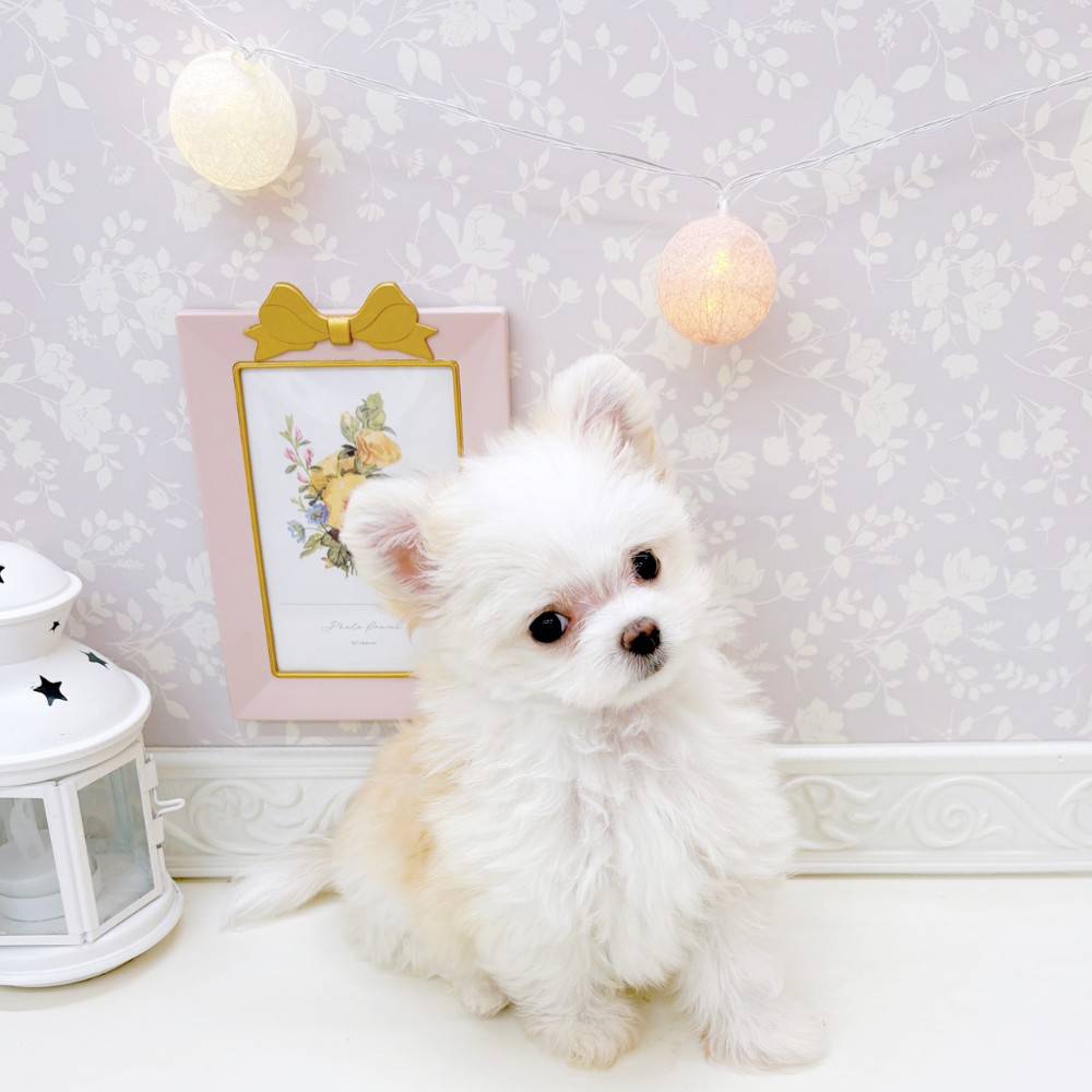 富山県のチワマル/マルチワ(チワワ×マルチーズ) (犬の家＆猫の里富山店/2026年4月25日生まれ/女の子/ホワイトクリーム)の子犬の3枚目の画像
