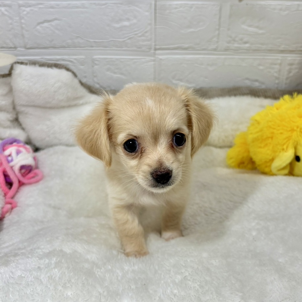 兵庫県のチワックス(チワワ×ダックス) (犬の家＆猫の里ニッケパークタウン加古川店/2026年4月25日生まれ/女の子/クリーム)の子犬の3枚目の画像