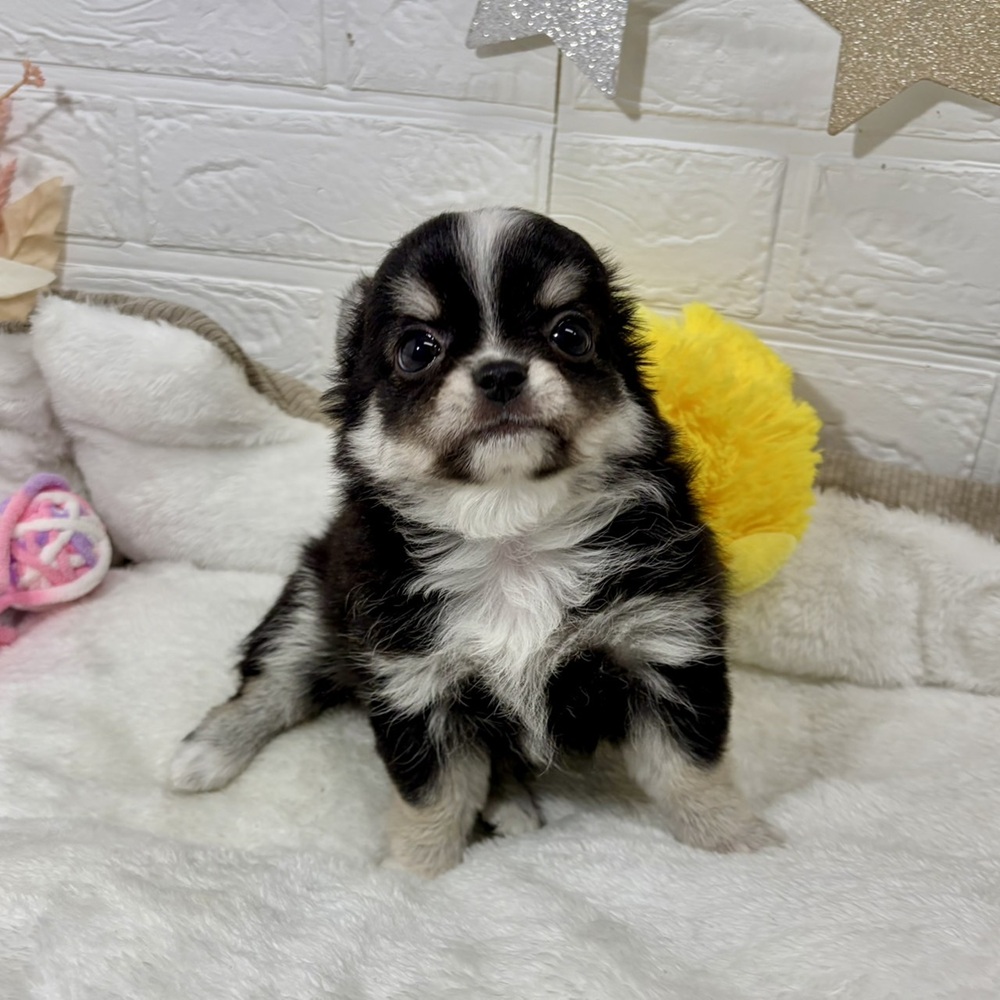 兵庫県のチワワ(ロング) (犬の家＆猫の里ニッケパークタウン加古川店/2026年4月24日生まれ/女の子/ブラッククリーム)の子犬の3枚目の画像