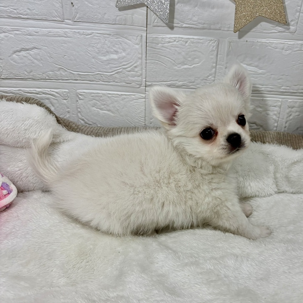 兵庫県のチワワ(ロング) (犬の家＆猫の里ニッケパークタウン加古川店/2026年4月24日生まれ/男の子/クリーム)の子犬の3枚目の画像