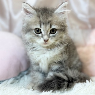 兵庫県のミヌエット (犬の家＆猫の里カナート西神戸店/2026年4月26日生まれ/女の子/ブルーパッチドタビー)の子猫の3枚目の画像