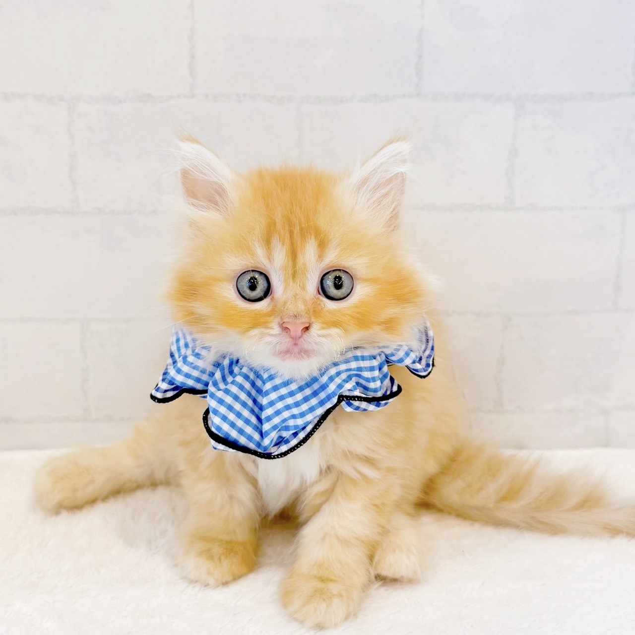 石川県のミヌエット (犬の家＆猫の里金沢店/2026年4月18日生まれ/男の子/レッドタビー)の子猫の3枚目の画像