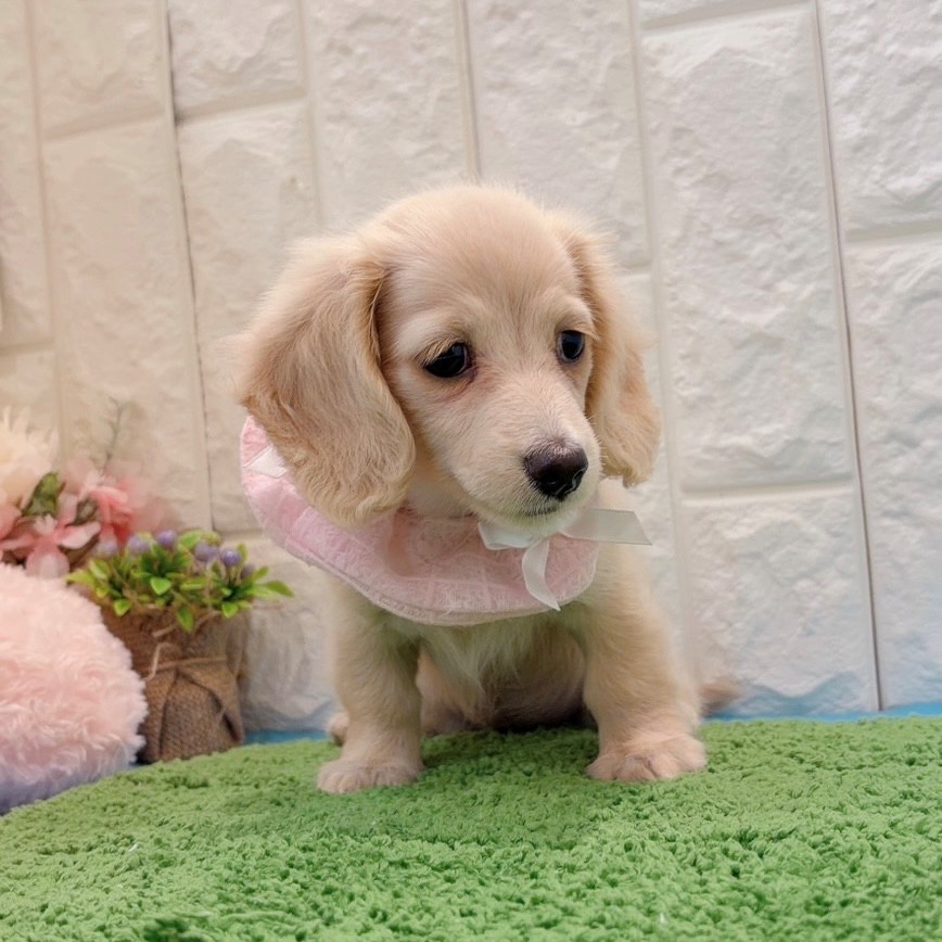 岡山県のミニチュアダックスフンド(ロング) (犬の家＆猫の里倉敷店/2026年4月22日生まれ/女の子/イエロー)の子犬の3枚目の画像