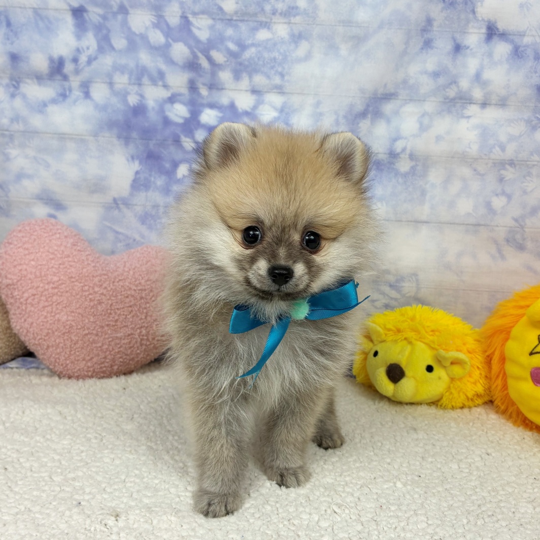 兵庫県のポメラニアン (犬の家＆猫の里川西店/2026年4月24日生まれ/男の子/オレンジ)の子犬の3枚目の画像