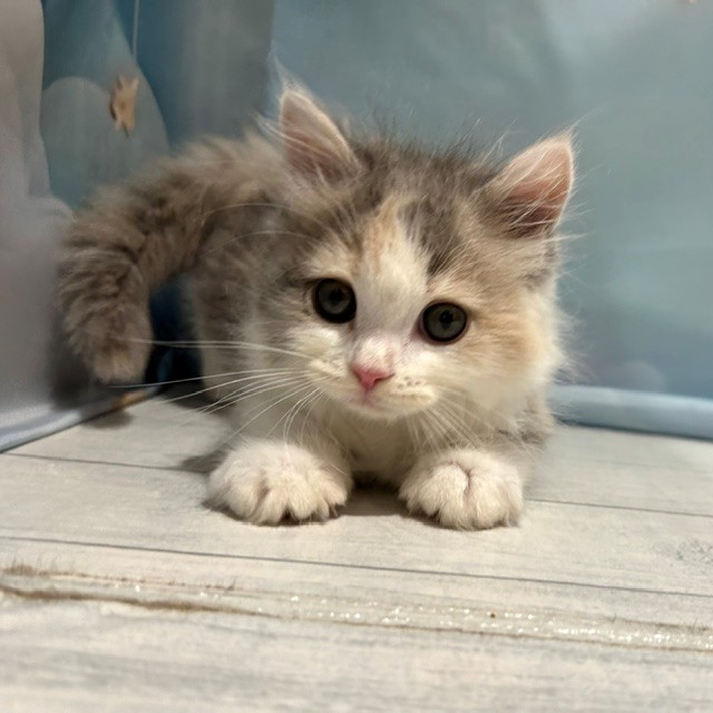 福岡県のマンチカン (犬の家＆猫の里トリアス久山店/2026年4月23日生まれ/女の子/ダイリュートキャリコ)の子猫の3枚目の画像