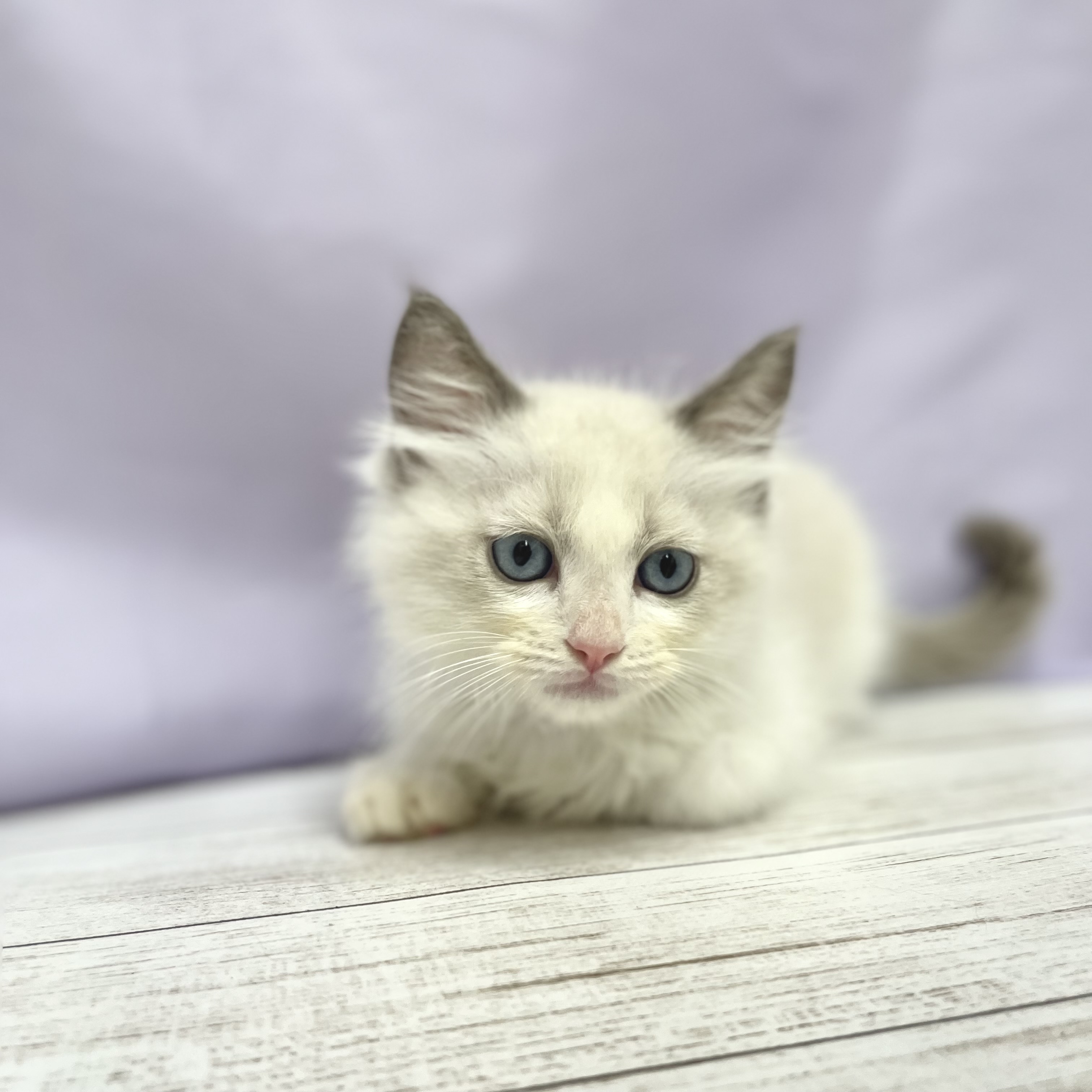兵庫県のラグドール (犬の家＆猫の里尼崎店/2026年4月17日生まれ/男の子/ブルーポイントバイカラー)の子猫の3枚目の画像