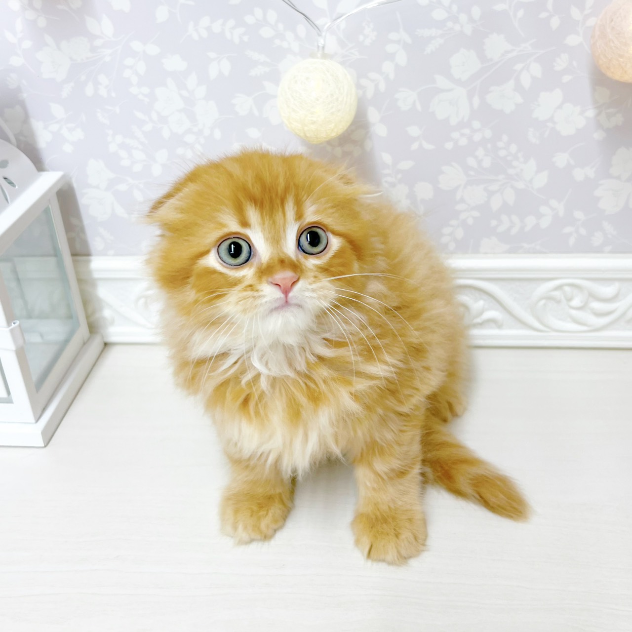 富山県のスコティッシュフォールド (犬の家＆猫の里アミーゴ山室店/2026年4月22日生まれ/男の子/レッドタビー)の子猫の3枚目の画像