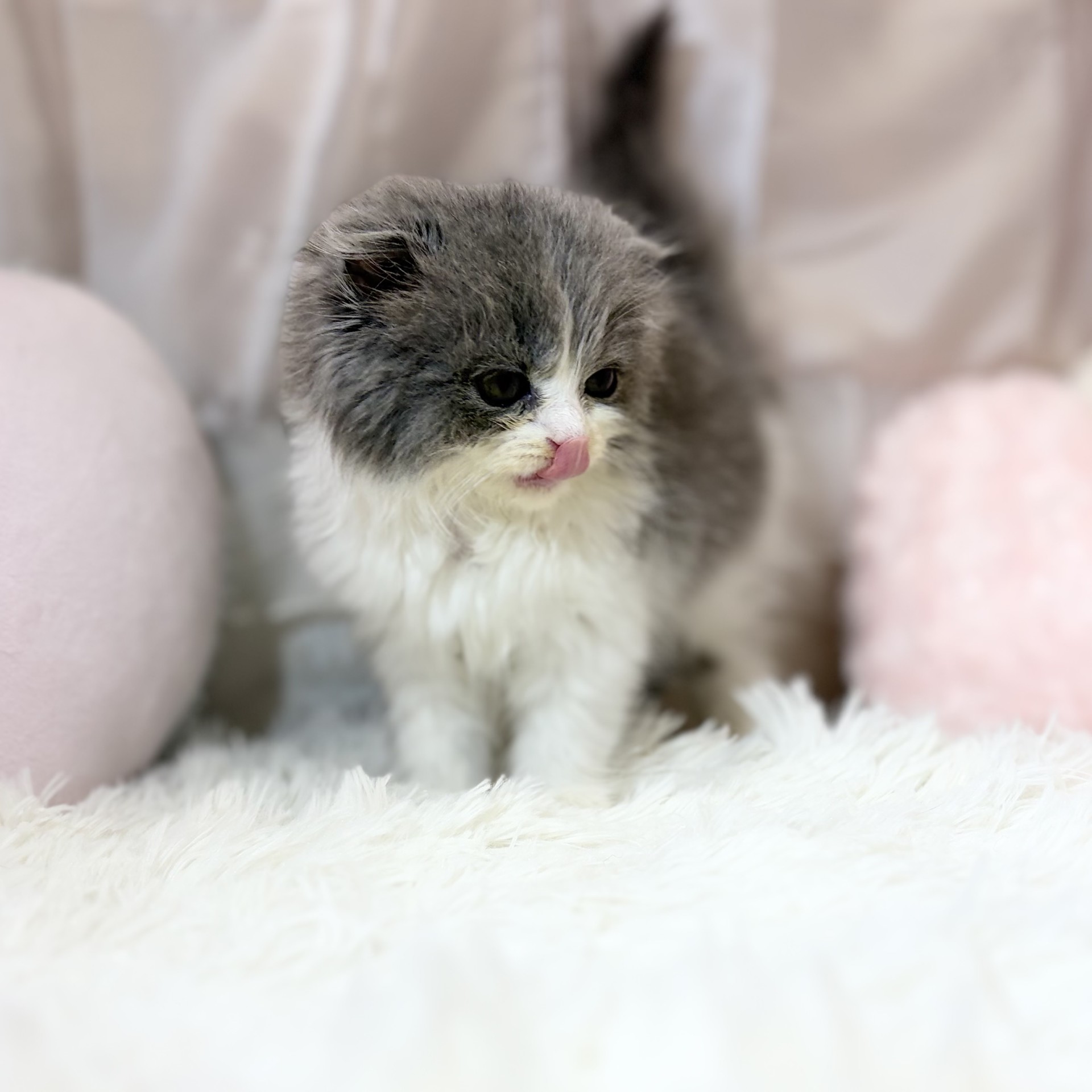 兵庫県のスコティッシュフォールド (犬の家＆猫の里カナート西神戸店/2026年4月23日生まれ/女の子/ブルーホワイト)の子猫の3枚目の画像
