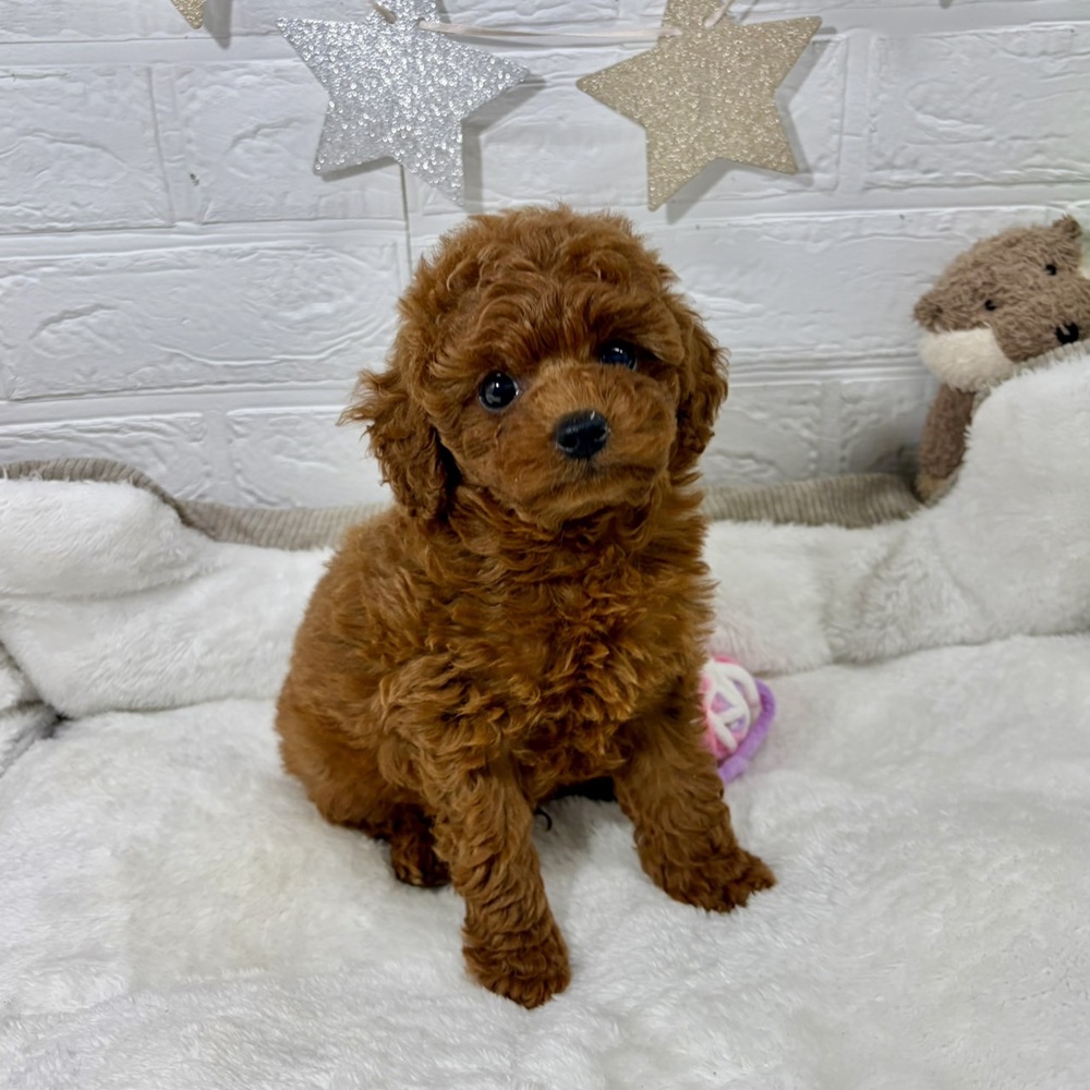 兵庫県のトイプードル(トイ) (犬の家＆猫の里ニッケパークタウン加古川店/2026年4月25日生まれ/男の子/レッドフォーン)の子犬の3枚目の画像