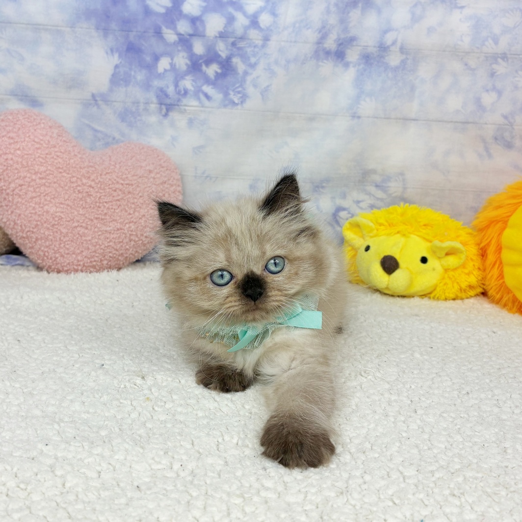 兵庫県のヒマラヤン (犬の家＆猫の里川西店/2026年4月26日生まれ/女の子/シールポイント)の子猫の3枚目の画像