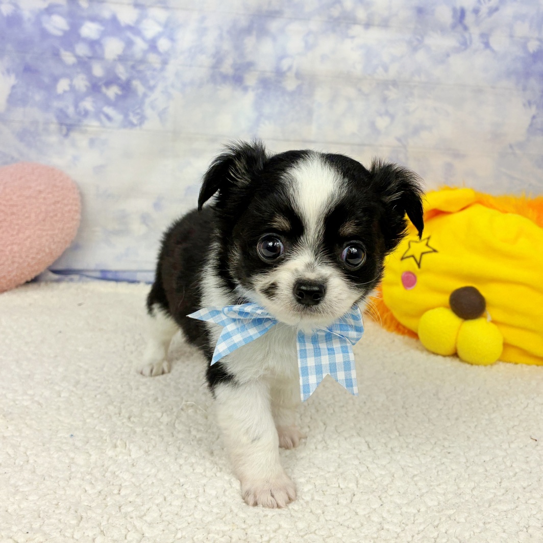 兵庫県のチワワ(ロング) (犬の家＆猫の里川西店/2026年4月24日生まれ/男の子/ブラックホワイト)の子犬の3枚目の画像