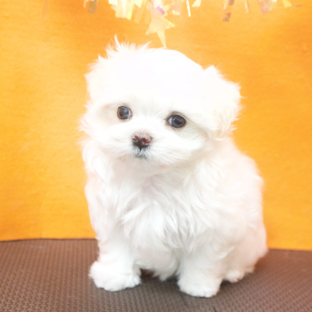 大阪府のマルチーズ (犬の家＆猫の里吹田店/2026年4月26日生まれ/女の子/ホワイト)の子犬の3枚目の画像