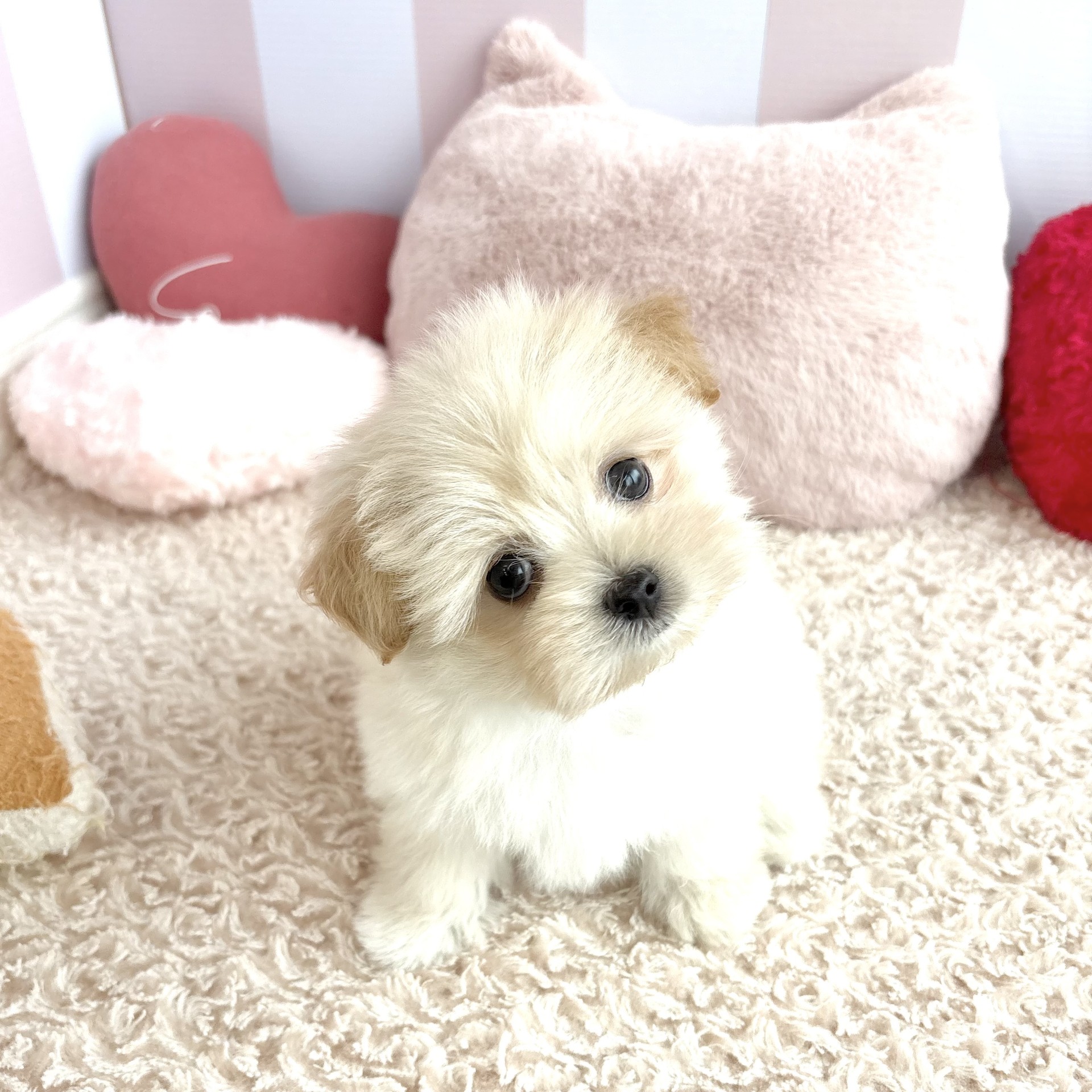 岡山県のポメマル/マルポメ(ポメラニアン×マルチーズ) (犬の家＆猫の里倉敷中庄店/2026年4月26日生まれ/女の子/フォーン)の子犬の3枚目の画像
