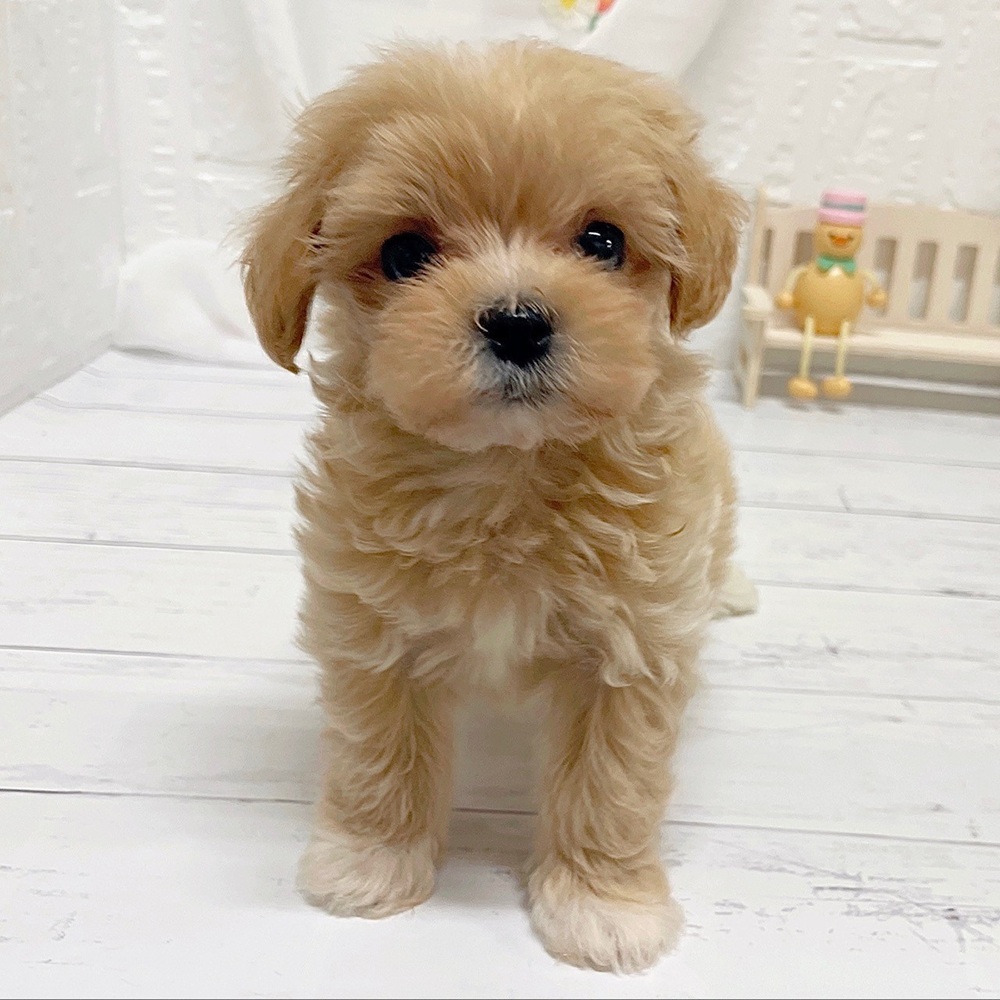 岡山県のマルプー(マルチーズ×プードル) (犬の家＆猫の里岡山店/2026年4月24日生まれ/男の子/クリーム)の子犬の3枚目の画像