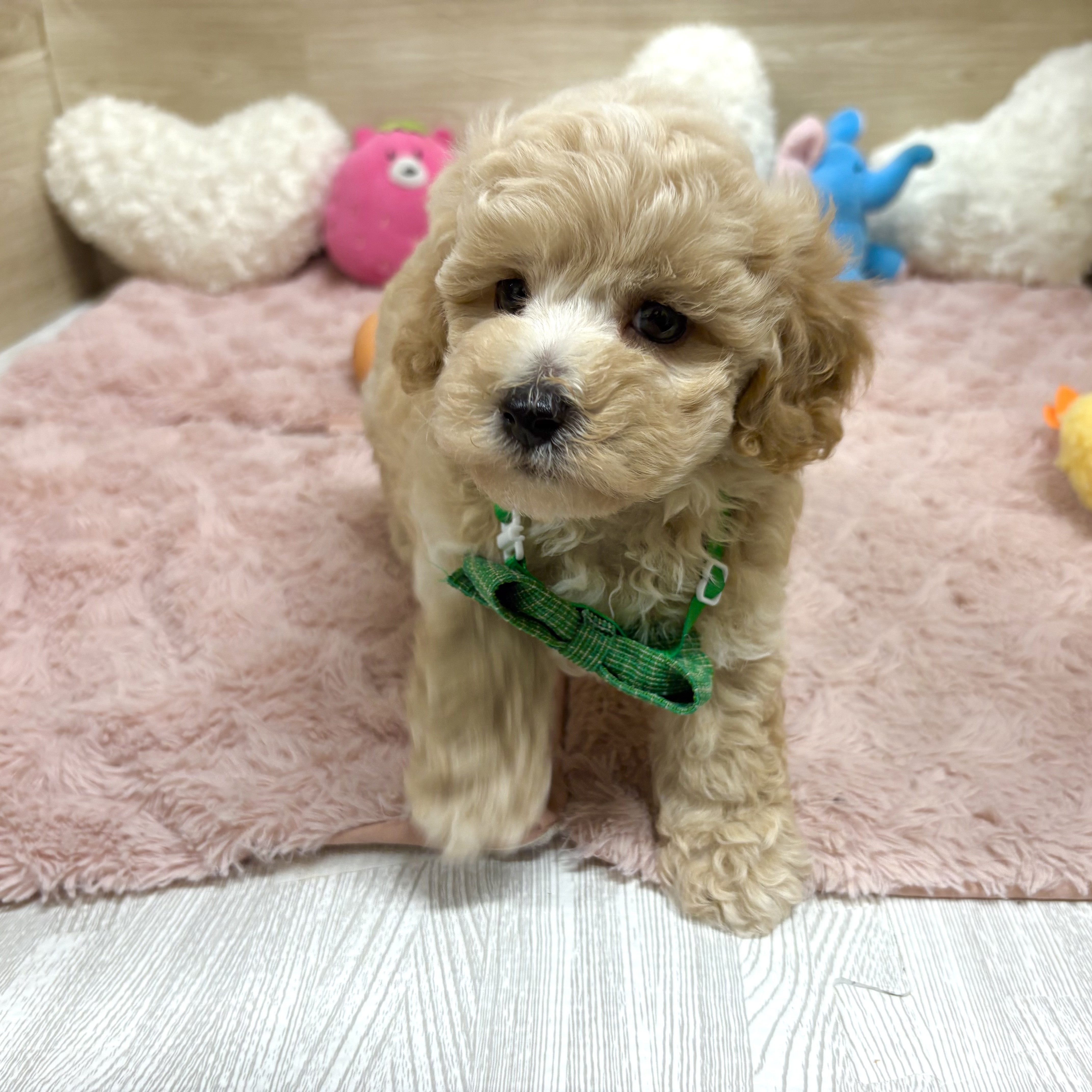 大阪府のビションプー(ビションフリーゼ×プードル) (犬の家＆猫の里そよら東岸和田店/2026年4月26日生まれ/男の子/クリーム)の子犬の3枚目の画像