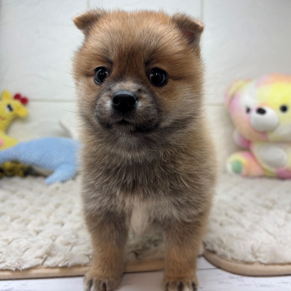 兵庫県のポメ柴/豆ポメ/ポメ豆柴(ポメラニアン×柴犬) (犬の家＆猫の里ゆめタウン姫路店/2026年4月26日生まれ/女の子/赤)の子犬の3枚目の画像