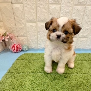 岡山県のチワズー/チワシーズ(チワワ×シーズー) (犬の家＆猫の里倉敷店/2026年4月25日生まれ/男の子/レッドホワイト)の子犬の3枚目の画像