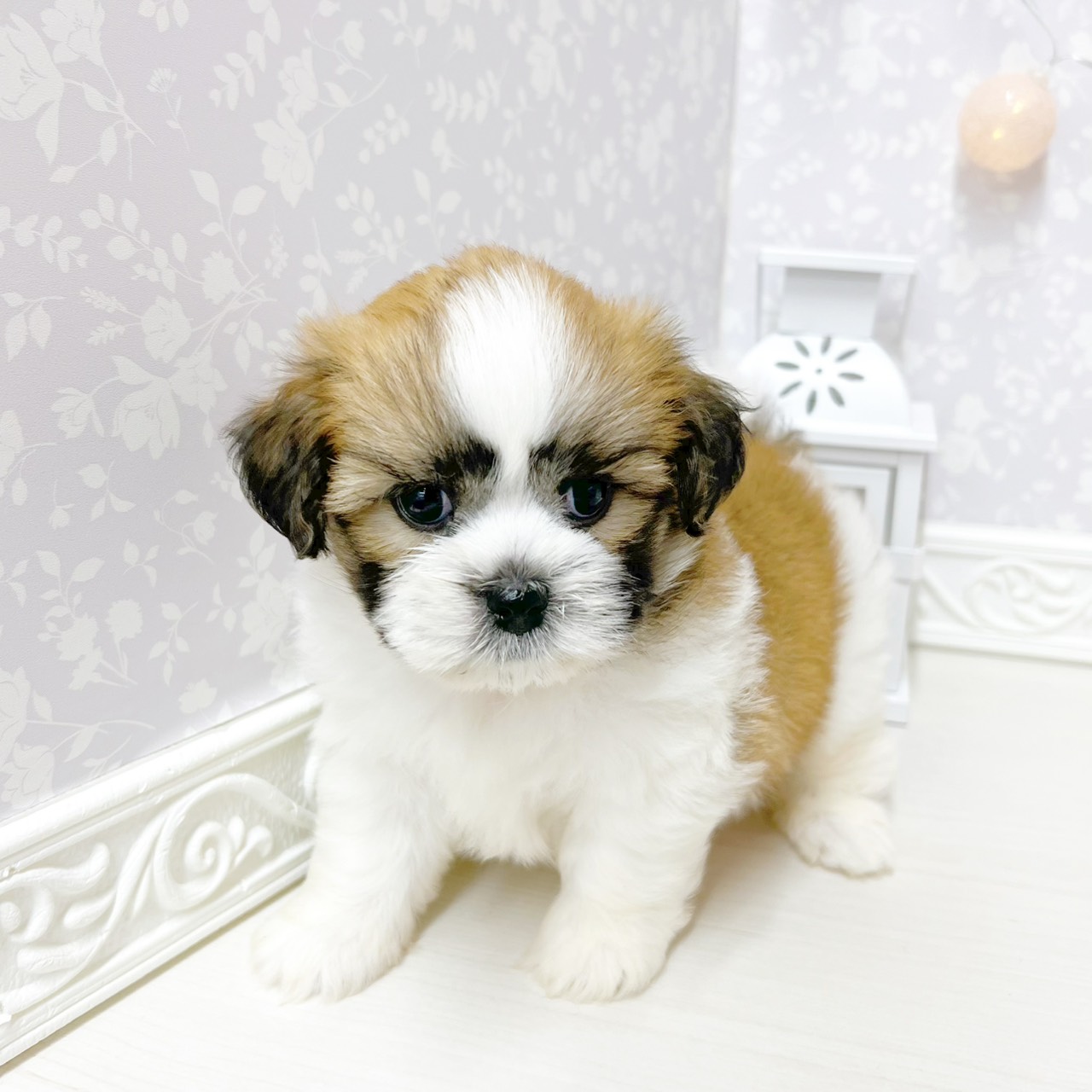 富山県のハーフ犬・ミックス犬 (犬の家＆猫の里アミーゴ山室店/2026年4月26日生まれ/男の子/レッドホワイト)の子犬の3枚目の画像