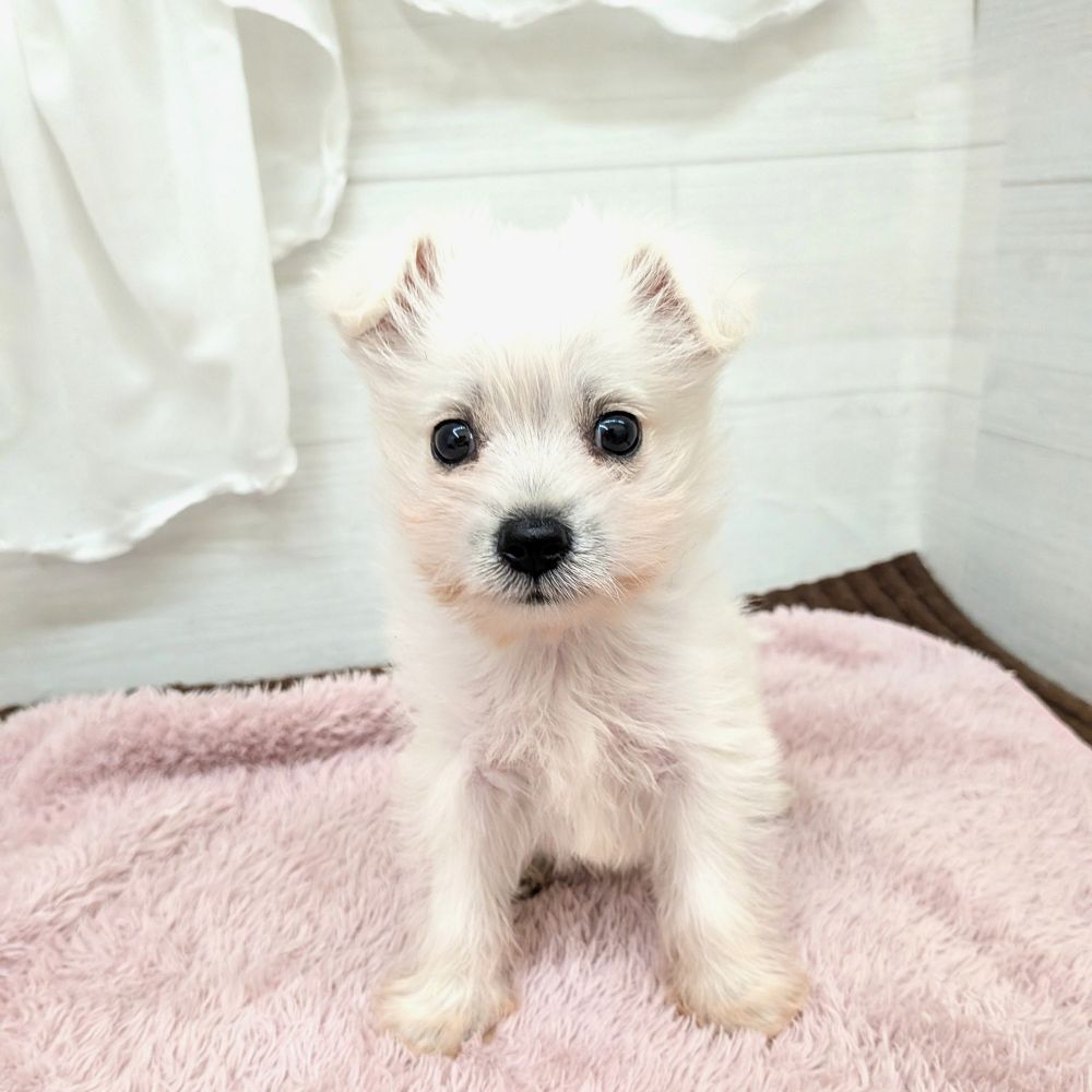 愛知県のポメシュナ/シュナポメ(ポメラニアン×シュナウザー) (犬の家＆猫の里碧南店/2026年4月24日生まれ/女の子/ホワイト)の子犬の3枚目の画像