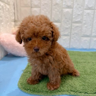 岡山県のトイプードル(タイニー) (犬の家＆猫の里倉敷店/2026年4月25日生まれ/男の子/レッドフォーン)の子犬の3枚目の画像