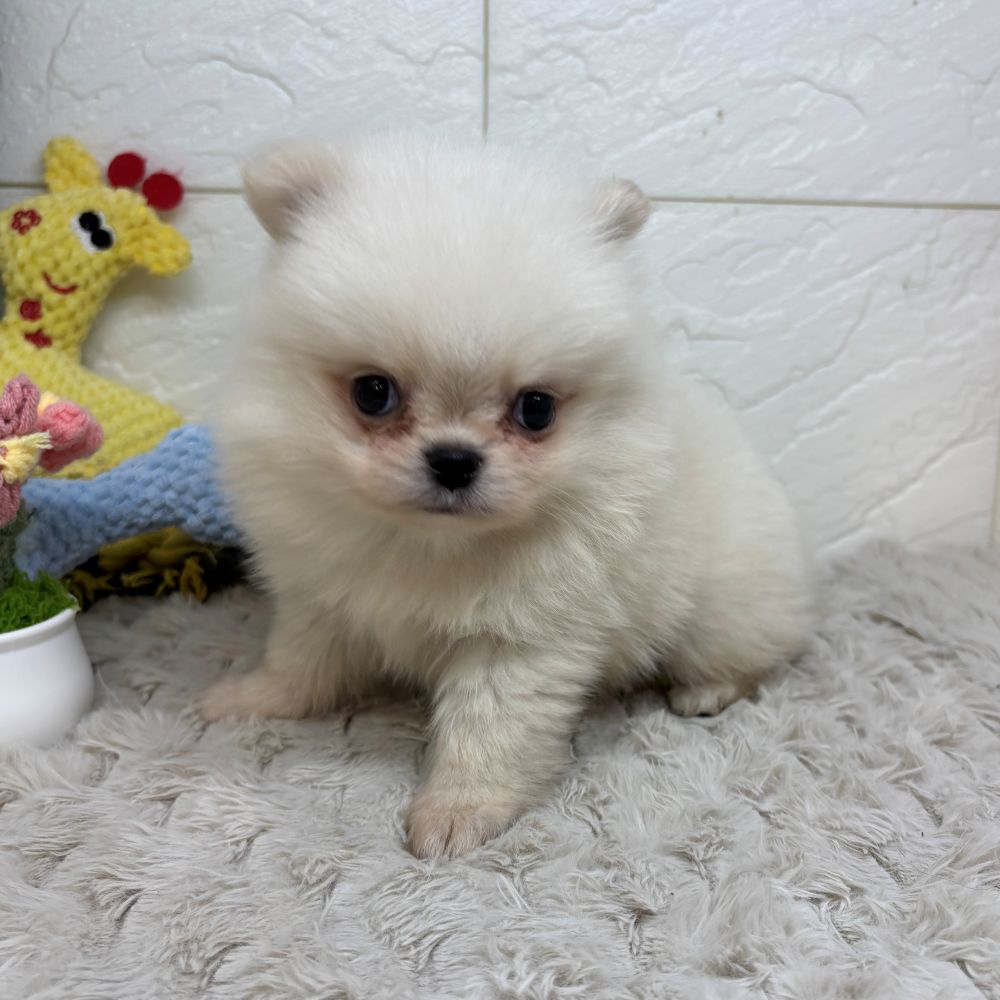 兵庫県のハーフ犬・ミックス犬 (犬の家＆猫の里ゆめタウン姫路店/2026年4月26日生まれ/男の子/クリーム)の子犬の3枚目の画像