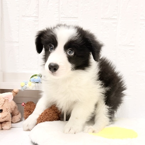 愛知県のボーダーコリー (犬の家＆猫の里豊川インター店/2026年4月25日生まれ/男の子/ブラックホワイト)の子犬の3枚目の画像