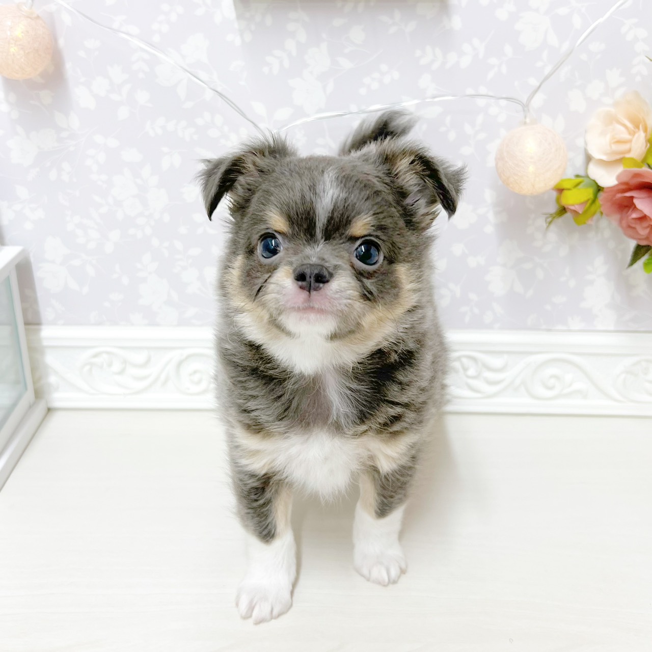 富山県のチワワ(ロング) (犬の家＆猫の里アミーゴ山室店/2026年4月25日生まれ/男の子/ブルータンホワイト)の子犬の3枚目の画像