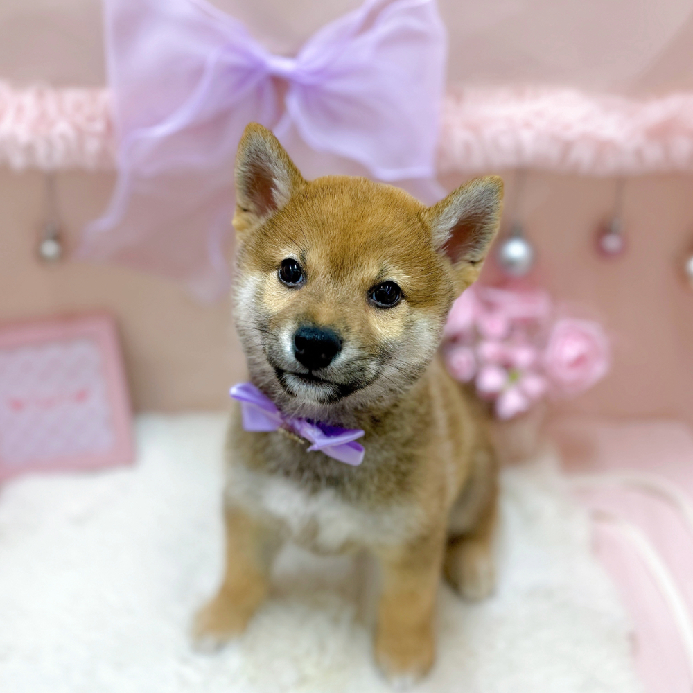 福井県の柴犬(標準サイズ) (犬の家＆猫の里アミーゴ福井大和田店/2026年4月26日生まれ/女の子/赤)の子犬の1枚目の画像