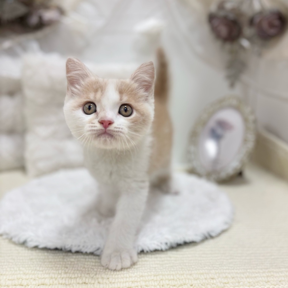 岐阜県のスコティッシュフォールド (犬の家＆猫の里カラフルタウン岐阜店/2026年4月24日生まれ/男の子/クリームタビーホワイト)の子猫の3枚目の画像