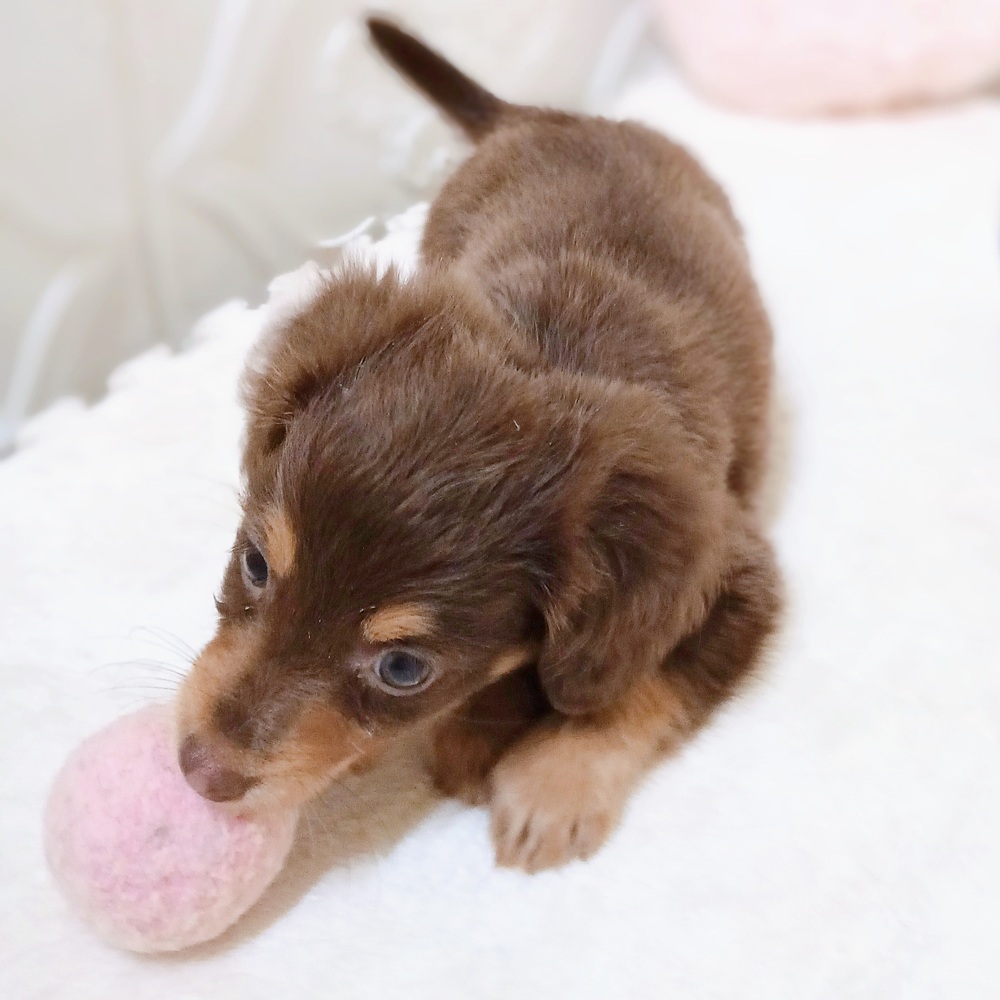 愛知県のチワックス(チワワ×ダックス) (犬の家＆猫の里岡崎店/2026年4月25日生まれ/女の子/チョコレートタン)の子犬の3枚目の画像