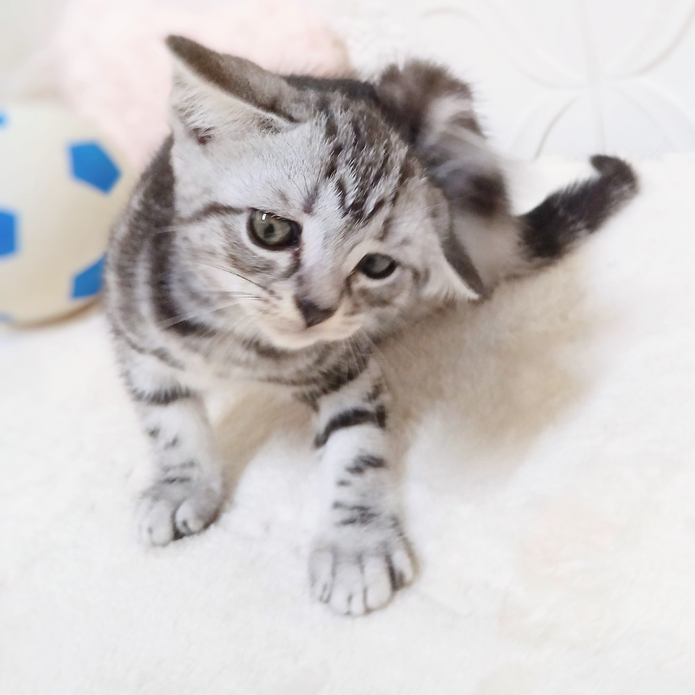 愛知県のアメリカンショートヘアー (犬の家＆猫の里岡崎店/2026年4月26日生まれ/女の子/シルバータビー)の子猫の3枚目の画像