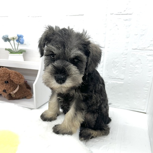 愛知県のミニチュアシュナウザー (犬の家＆猫の里豊川インター店/2026年4月25日生まれ/女の子/ソルトペッパー)の子犬の3枚目の画像